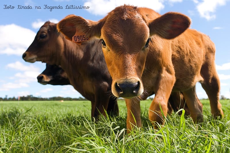 Bezerras na pasto na Fazenda Leitíssimo (Oeste da Bahia, Brasil)