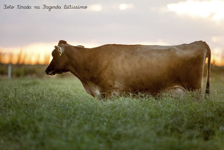 Vaca na pasto na Fazenda Leitíssimo (Oeste da Bahia, Brasil)