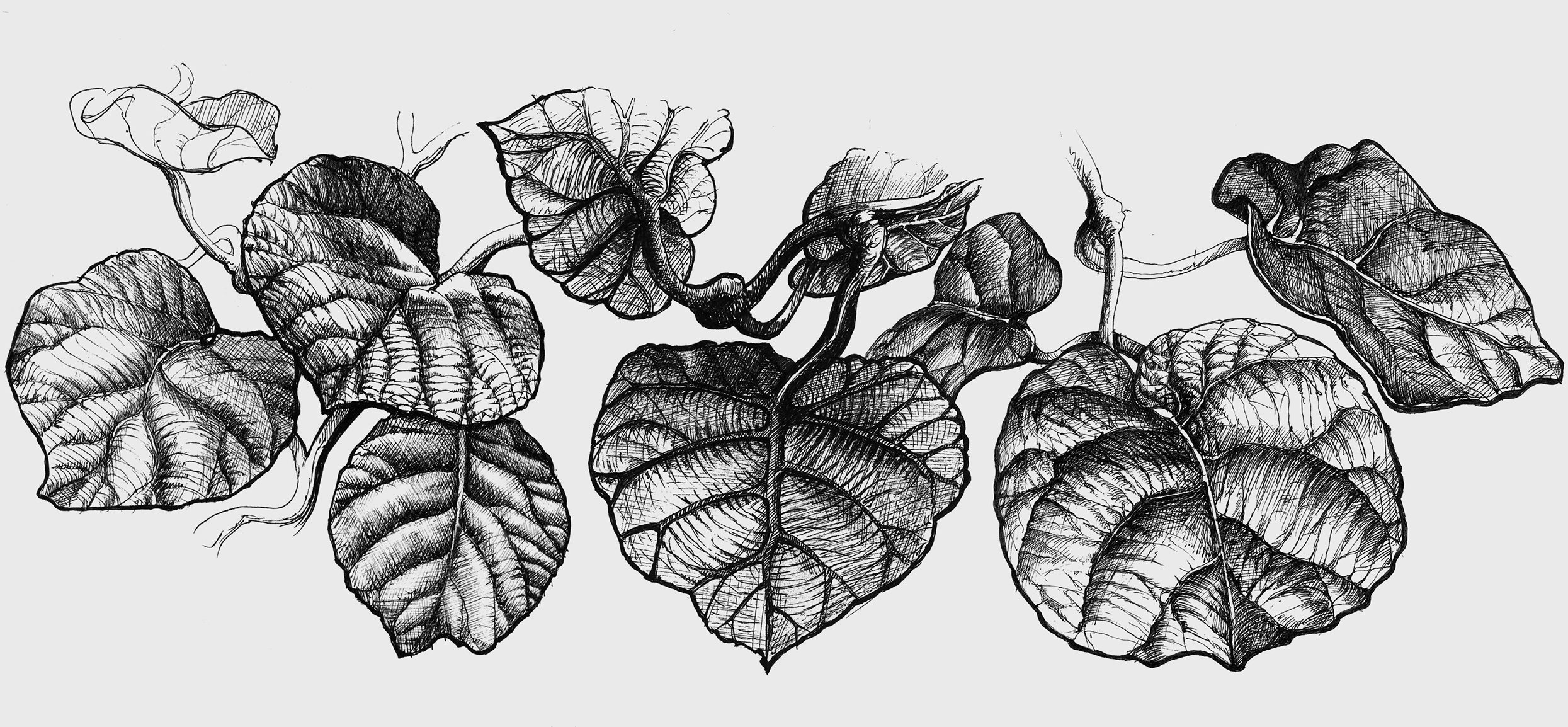 Hand Drawn Illustration of Zespri Kiwi leafs Hand Drawn Illustration of Zespri Kiwi leafs