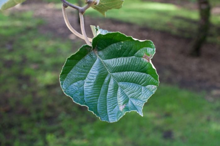 Image of Zespri Kiwi leafs in the orchard