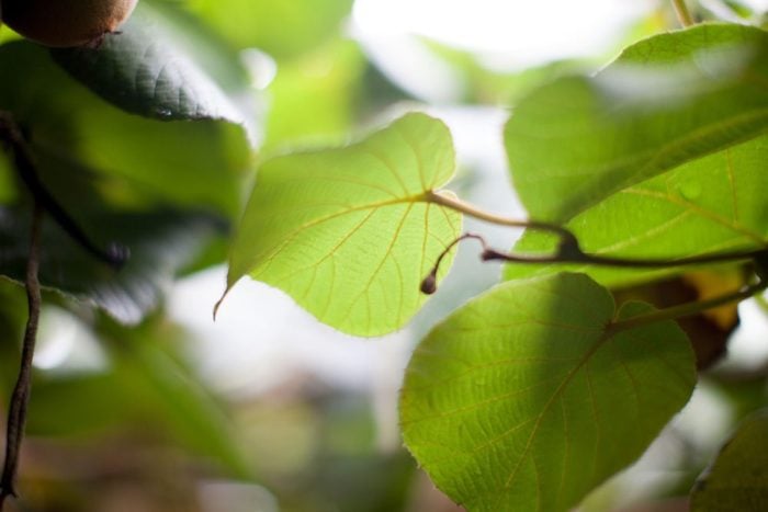 Image of Zespri Kiwi leafs in the orchard