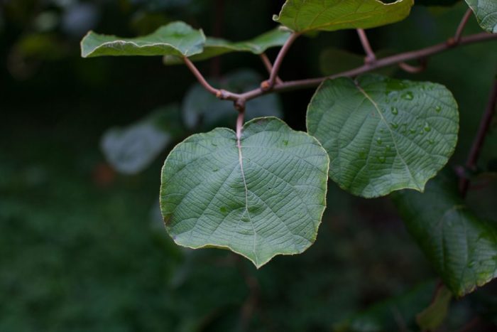 Image of Zespri Kiwi leafs in the orchard