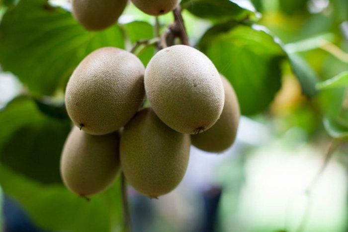 Image of Zespri Kiwis in the orchard